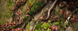 Close-up of a mossy rock surface with exposed tree roots, brown fallen leaves, and bright green moss growing across the stone.